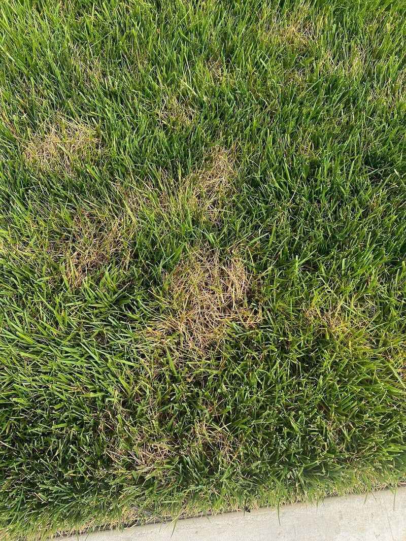 Fungal Diseases Like Brown Patch And Dollar Spot Fungal Diseases Like Brown Patch And Dollar Spot