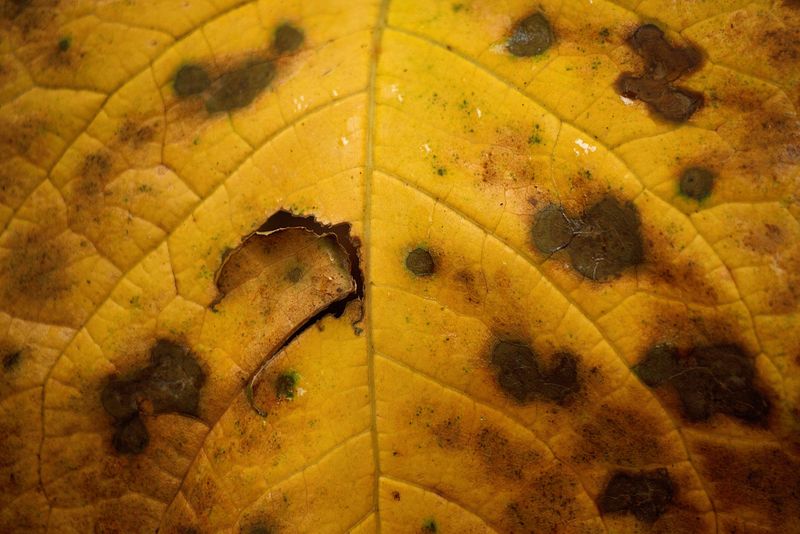 Fungal Diseases That Cause Yellow Leaves Fungal Diseases That Cause Yellow Leaves