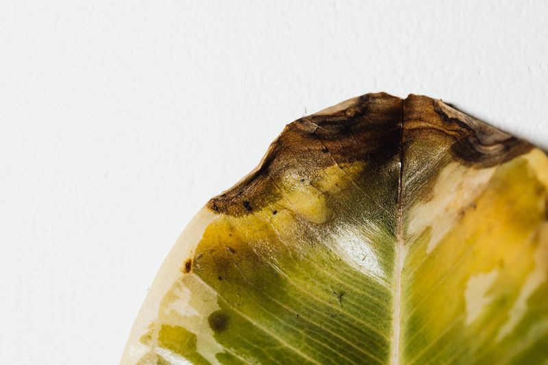 Fungal Infections Target Stressed Leaves Fungal Infections Target Stressed Leaves