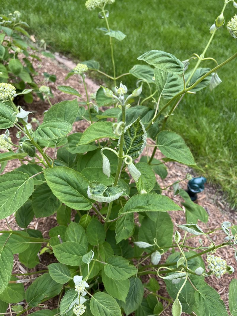 Fungal Leaf Spot Infection