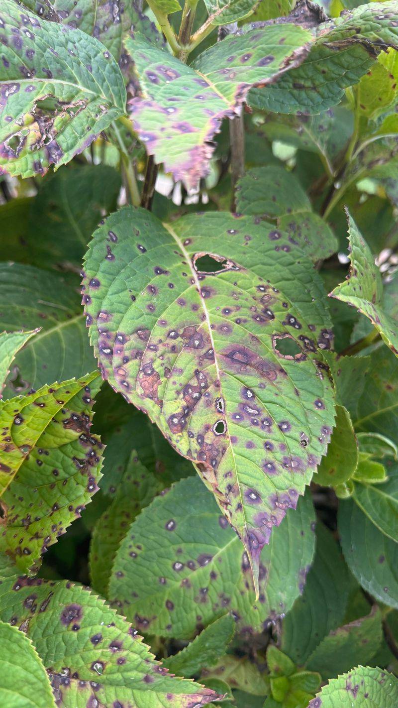 Fungal Leaf Spot Sits Behind Most Cases This Season Fungal Leaf Spot Sits Behind Most Cases This Season
