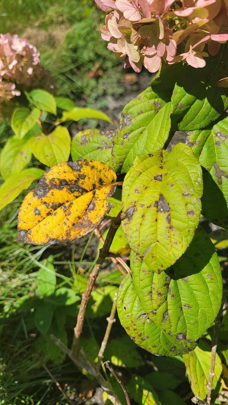 Fungal Leaf Spot Spreads Along The Edges Fungal Leaf Spot Spreads Along The Edges