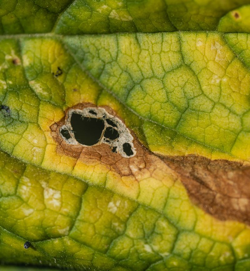 Fungal Leaf Spot Spreads During Humidity