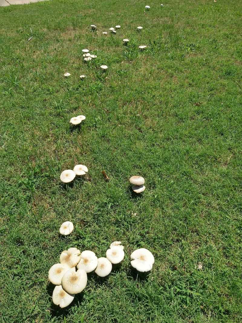 Fungal Networks Beneath The Soil Are Feeding On Decaying Matter