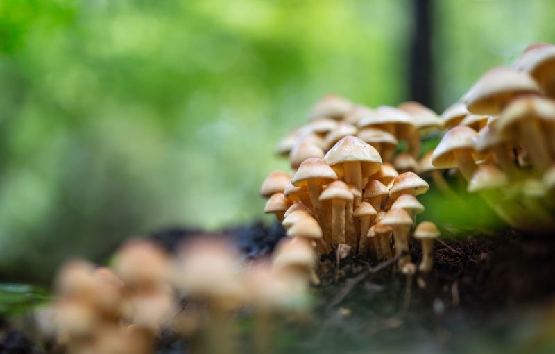 Fungal Pressure Builds During Warm Nights Fungal Pressure Builds During Warm Nights