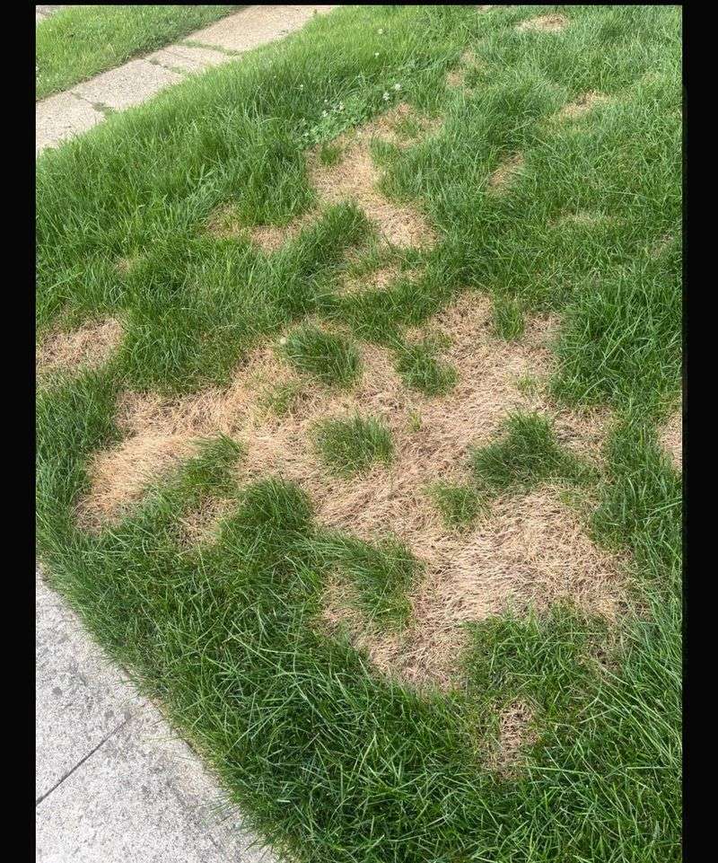 Fungal Spores Spread Fast In Humid Conditions