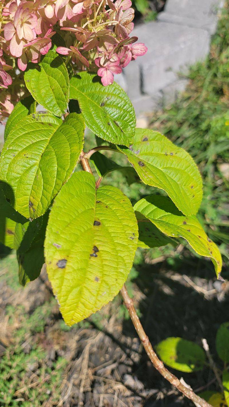 Fungal Spots Thrive In Humidity Fungal Spots Thrive In Humidity