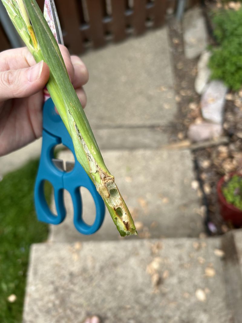 Fungal Sprays Rarely Stop The Real Culprit
