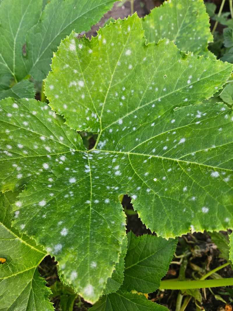 Fungicide Options For Severe Powdery Mildew Infections Fungicide Options For Severe Powdery Mildew Infections