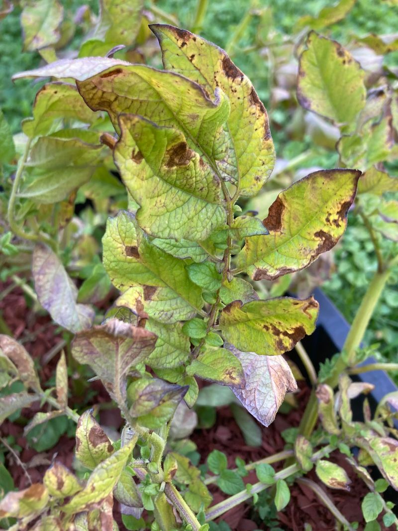 Fungicide Options Remain Effective Against This Strain