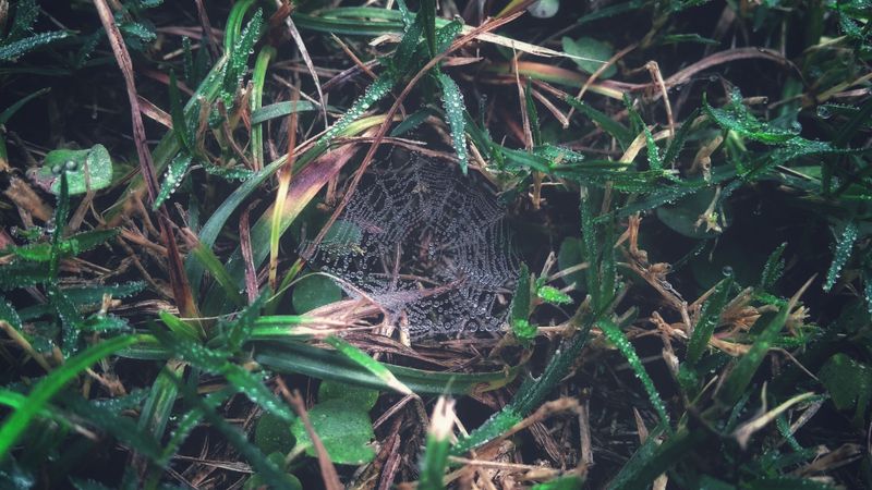 Funnel Webs Appearing Across New York Lawns After Damp Weather