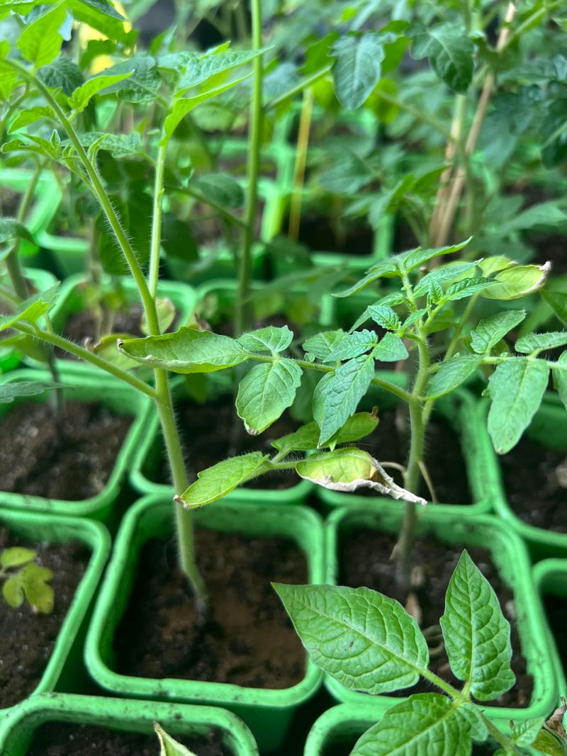 Fusarium And Verticillium Wilt Block Water Flow