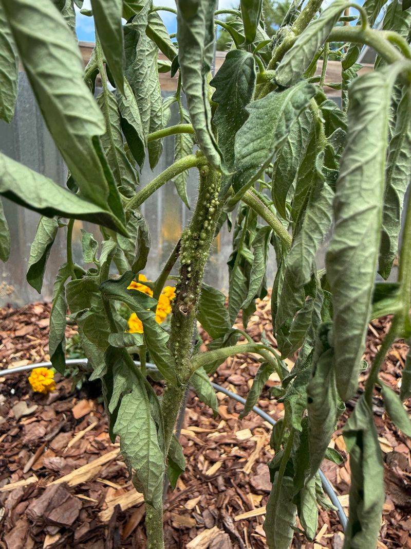Fusarium And Verticillium Wilt Take Hold Fast Fusarium And Verticillium Wilt Take Hold Fast