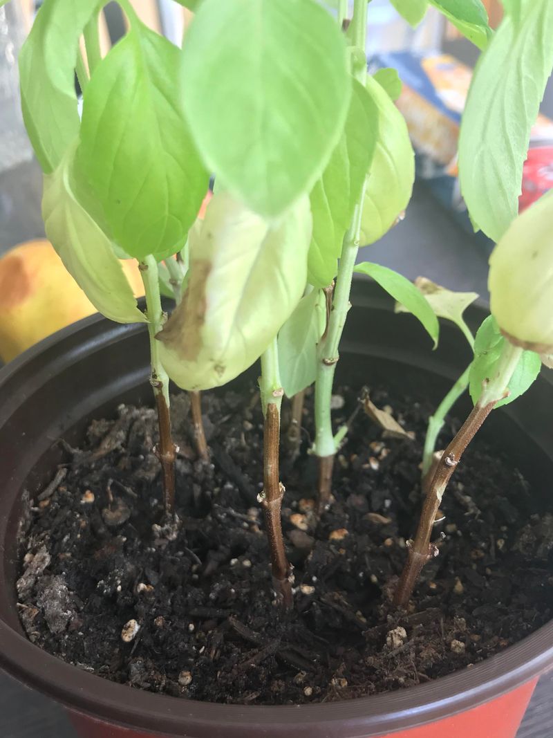 Fusarium Wilt May Be Starting