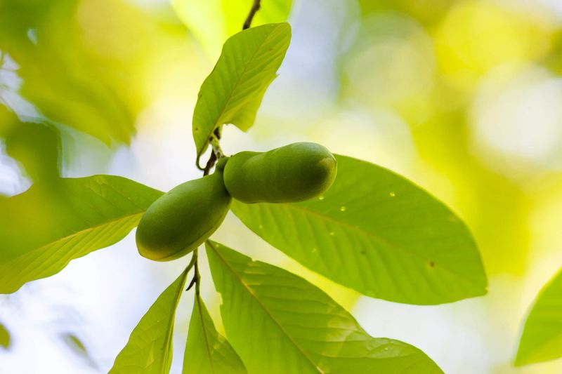 Future Fruit Depends On Rebuilding The Canopy