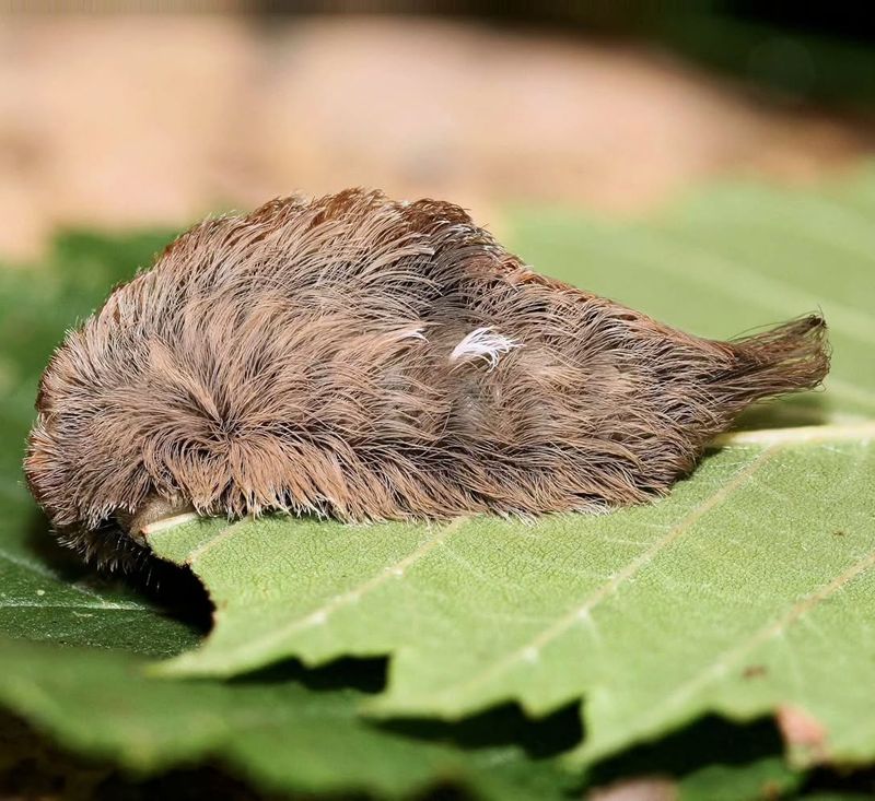 Fuzzy Appearance Can Be Deceiving