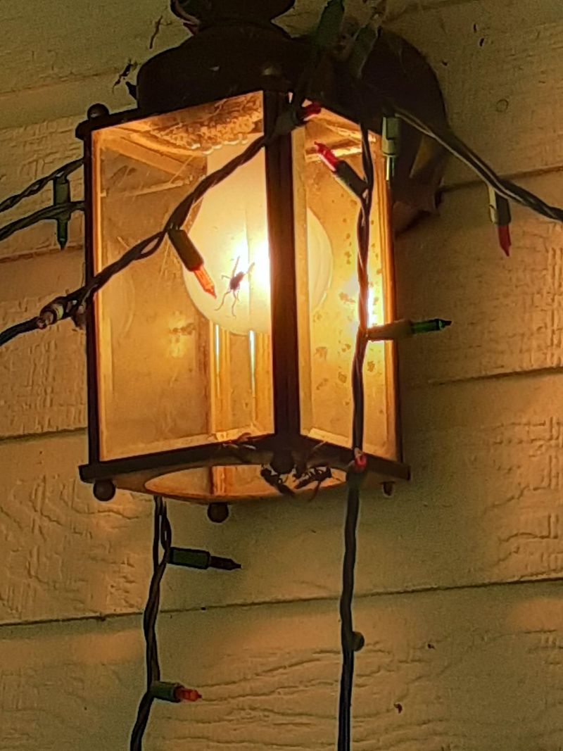 Garden-Adjacent Lighting Pulls Wasps Closer Garden-Adjacent Lighting Pulls Wasps Closer