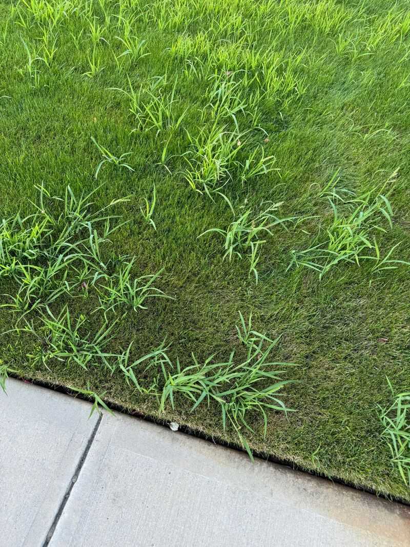 Garden Beds Are Especially Vulnerable Targets Garden Beds Are Especially Vulnerable Targets