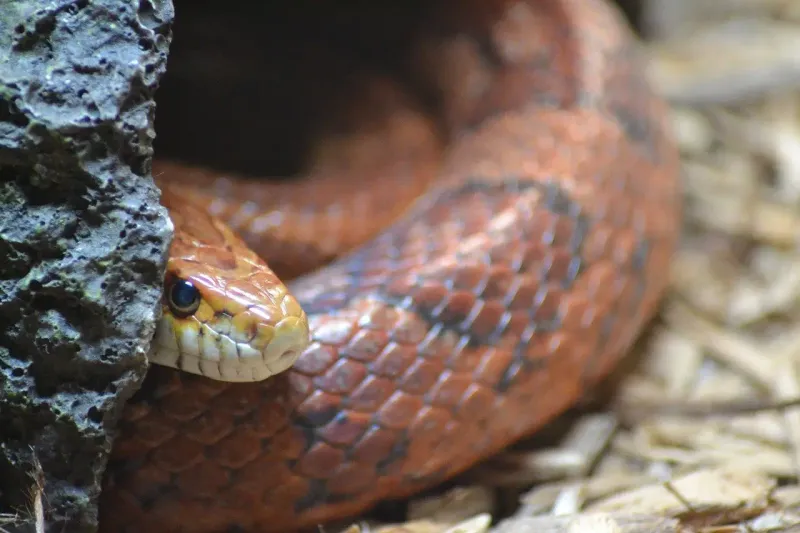 Garden Debris Can Give Snakes And Rodents The Same Hideout