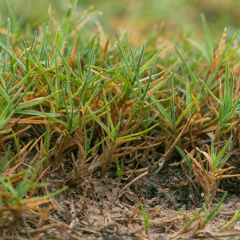 Garden Edges Are A Common Entry Point