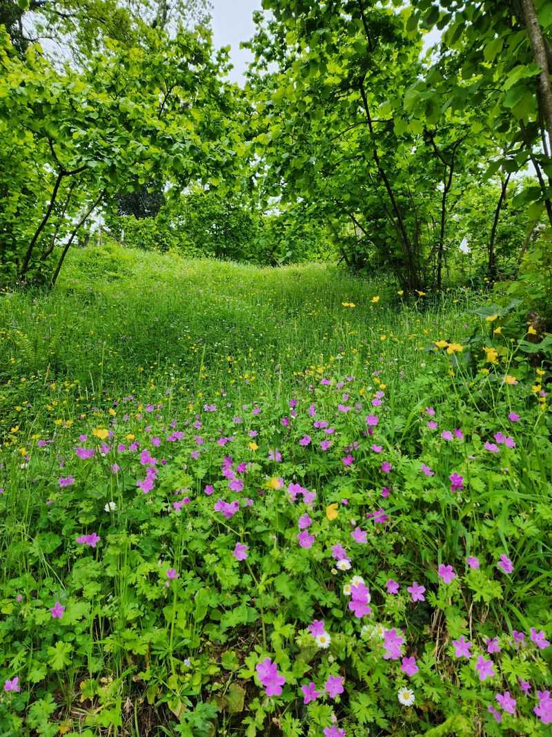 Garden Escapees Spreading Into Wild Areas Garden Escapees Spreading Into Wild Areas