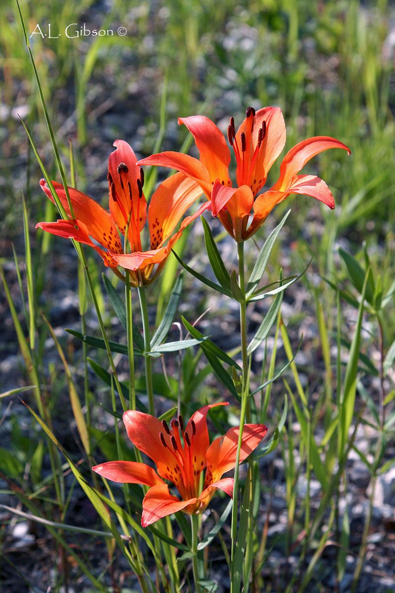Garden Lilies Move After Foliage Turns Yellow