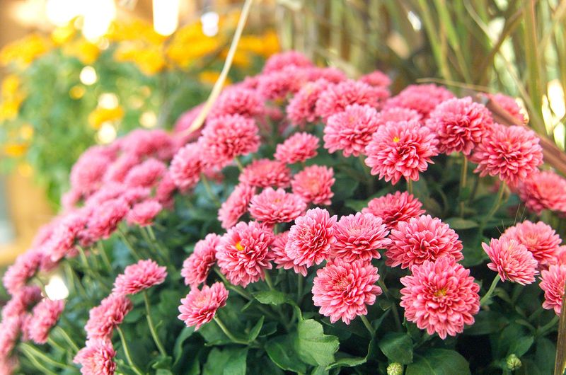Garden Mums Garden Mums