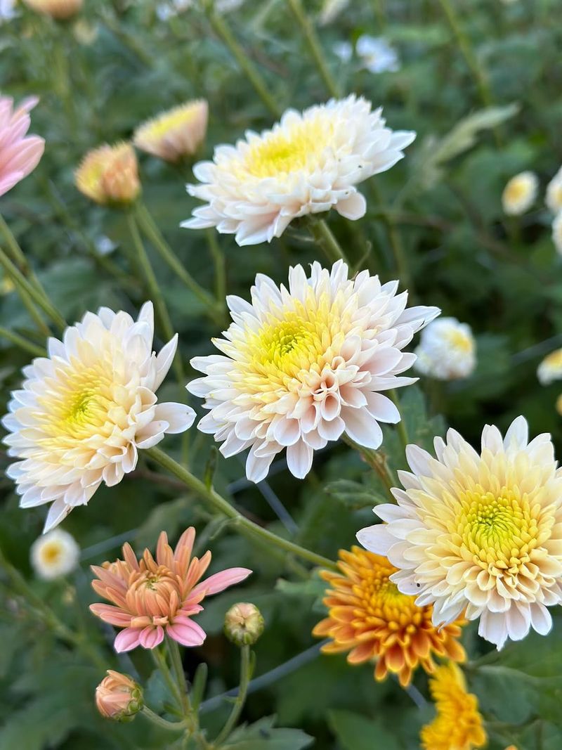 Garden Mums Add Reliable Color Later In The Season