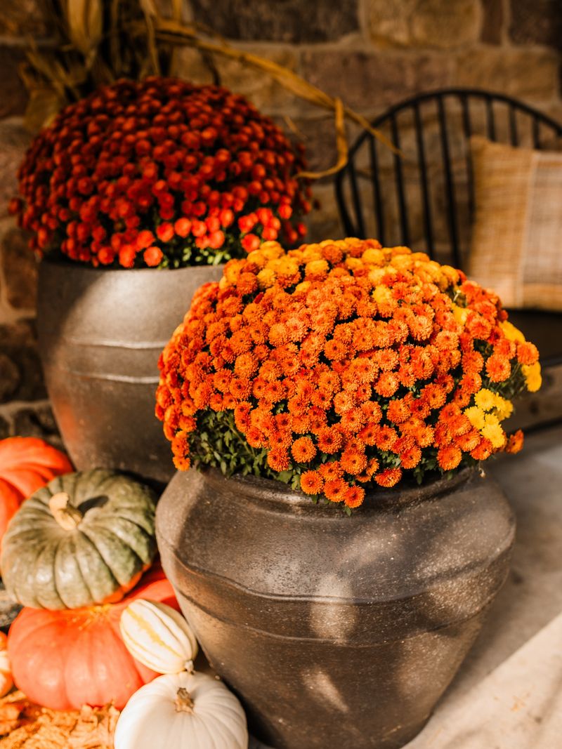 Garden Mums Can Become More Than Seasonal Decorations