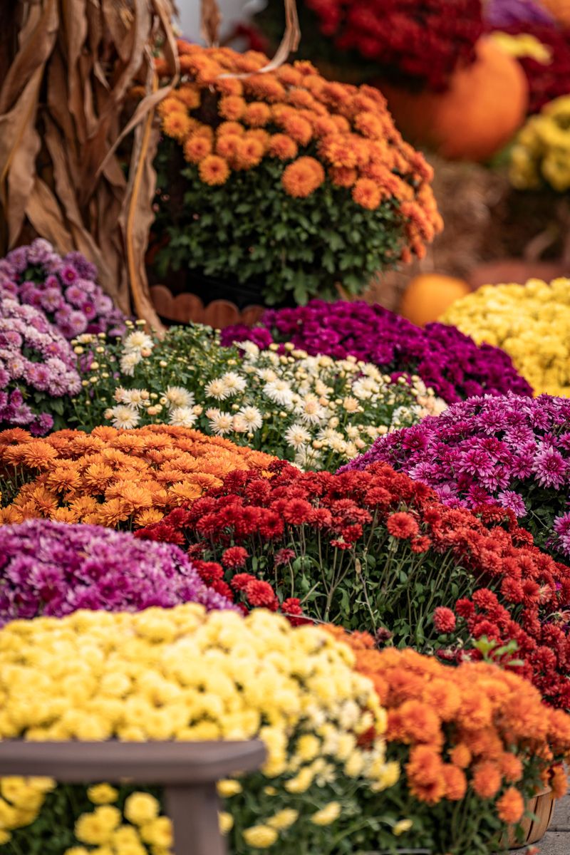 Garden Mums
