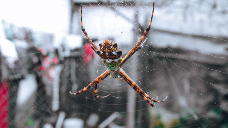 Garden Pests Like Spiders Keep Their Distance Garden Pests Like Spiders Keep Their Distance