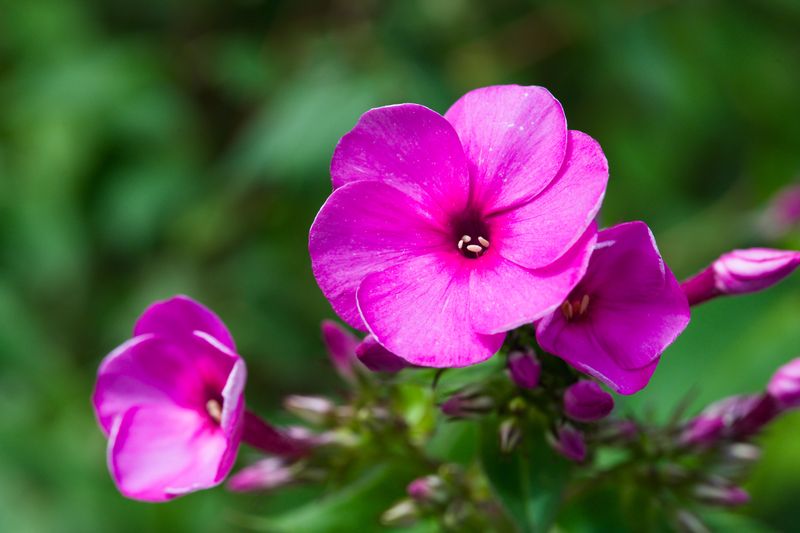 Garden Phlox