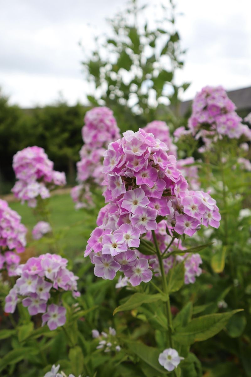 Garden Phlox Fills Summer Borders Again Garden Phlox Fills Summer Borders Again