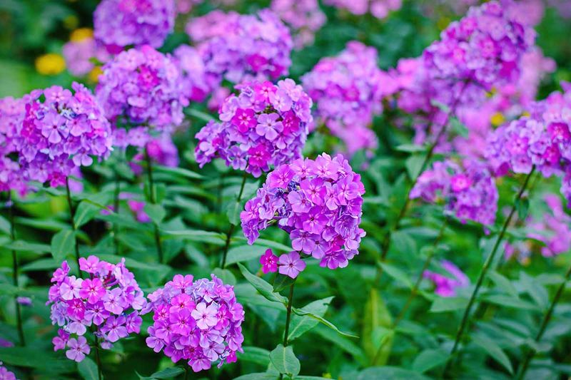 Garden Phlox Gets A Fresh Start From Division