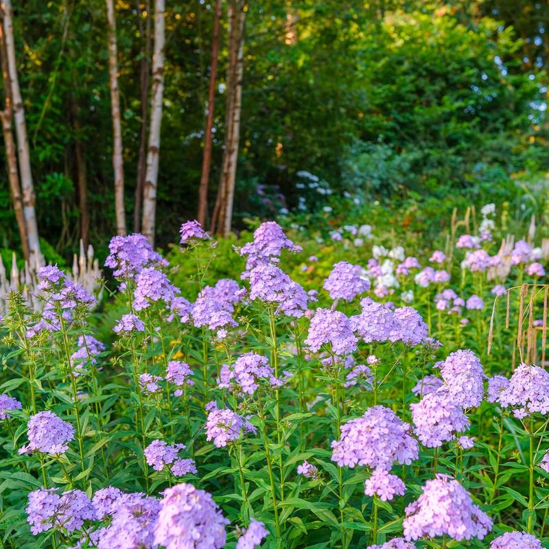 Garden Phlox Returns To Flower Borders Garden Phlox Returns To Flower Borders