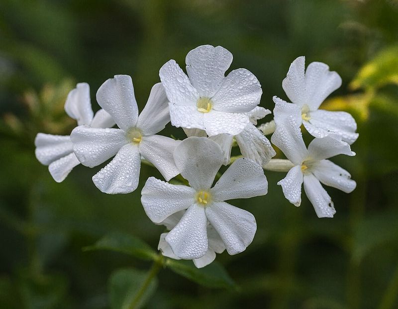 Garden Phlox Garden Phlox
