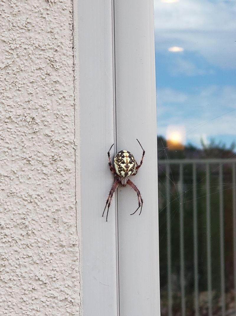 Garden Plants Give Them Good Places To Stretch Their Webs