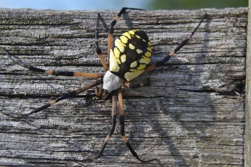 Garden Spiders Can Help Reduce Insect Activity Around Homes