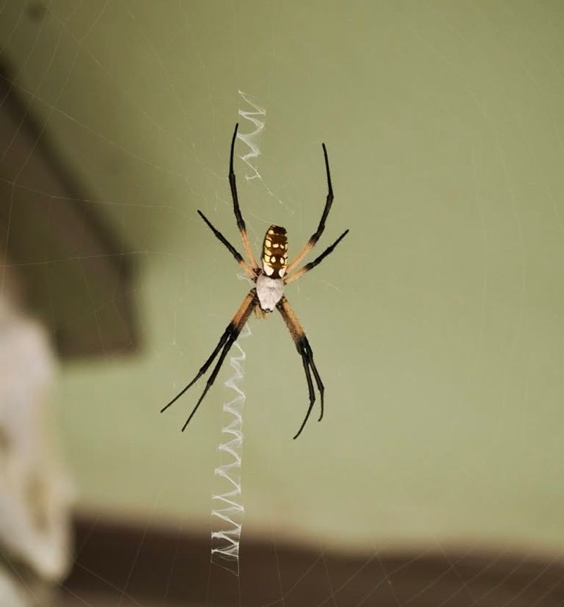 Garden Spiders May Stay Near The Same Web Location For A While