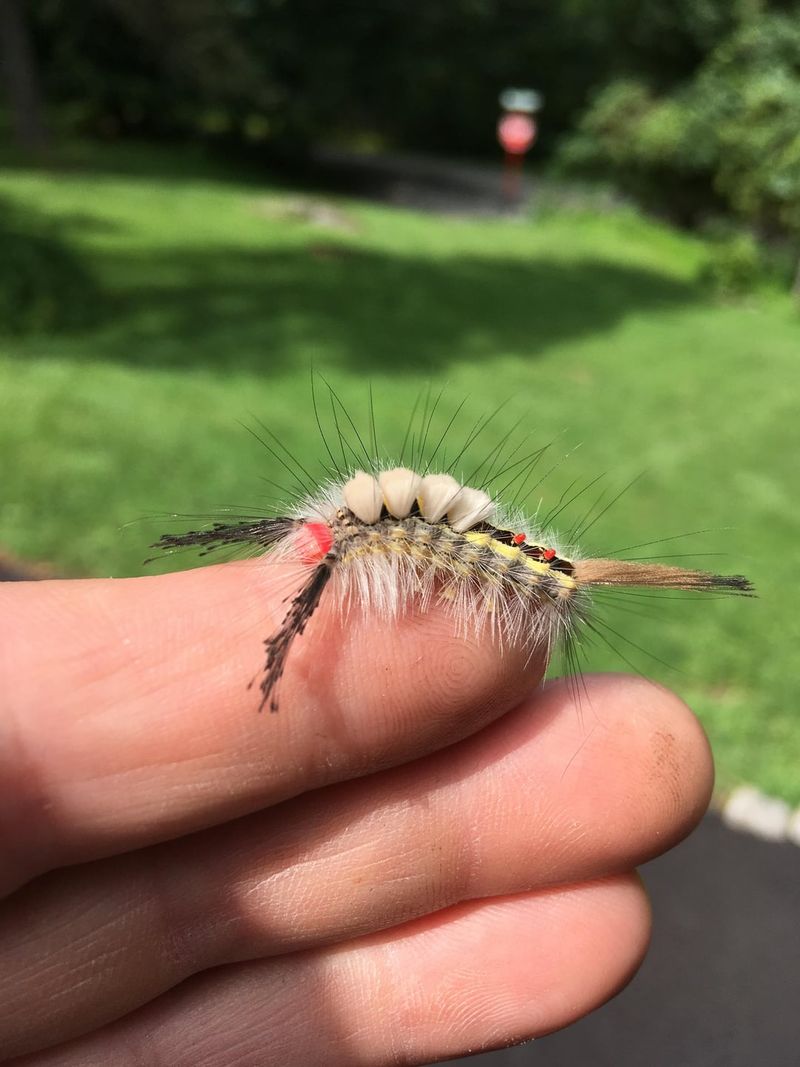 Garden Trees Can Hide More Caterpillars Than You Think Garden Trees Can Hide More Caterpillars Than You Think