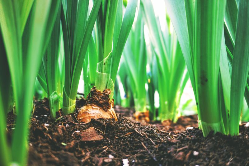 Gardeners Forget Where Bulbs Were Planted Gardeners Forget Where Bulbs Were Planted
