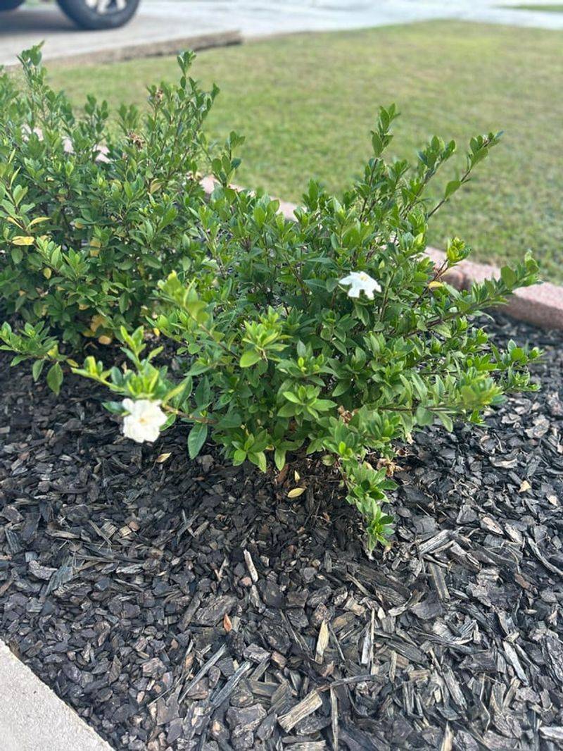 Gardenias Still Have A Late Summer Window