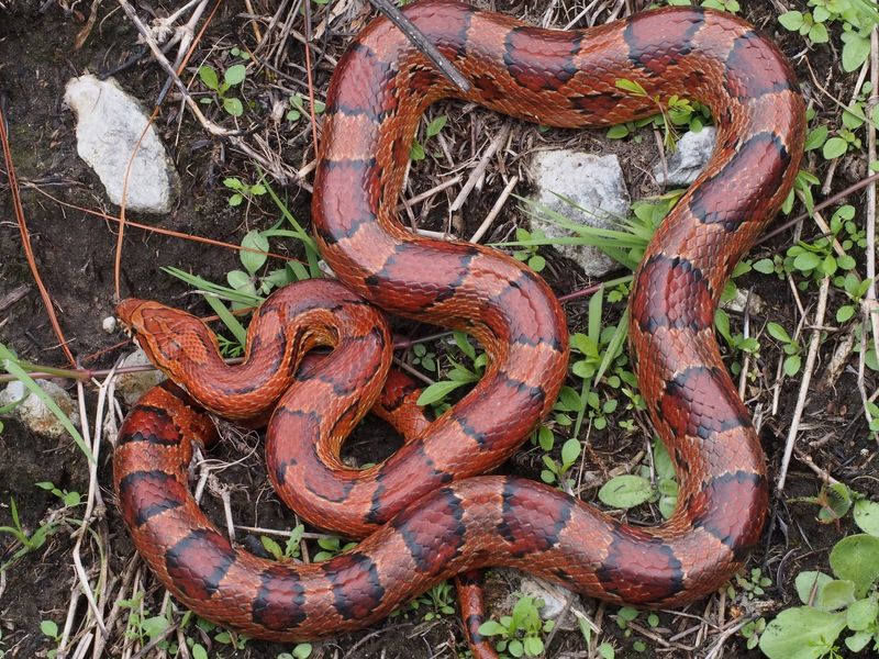 Gardens Put Plenty Of Potential Prey Within Reach