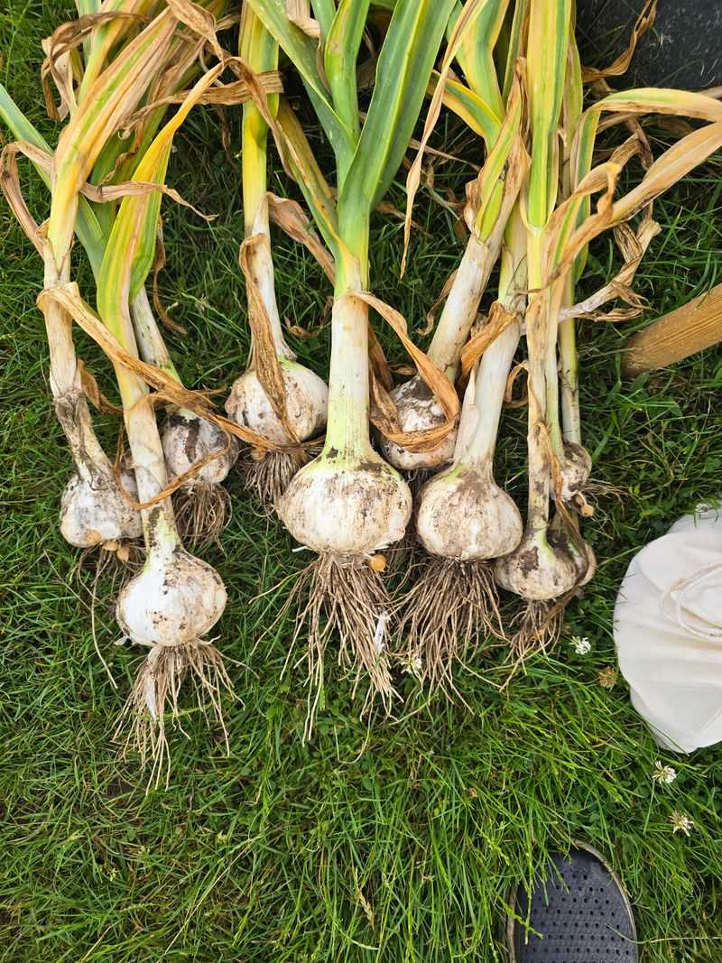 Garlic Brings A Sharp Scent To Edible Beds Garlic Brings A Sharp Scent To Edible Beds
