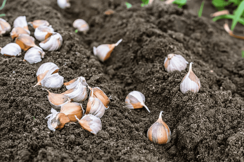 Garlic Can Go Into Prepared Beds For Next Year