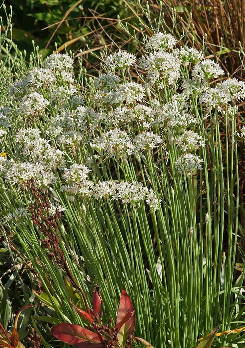 Garlic Chives Can Become A Bigger Problem Than Expected