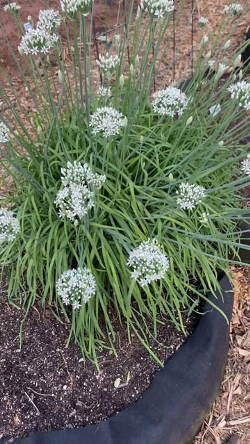 Garlic Chives Keep Growing Through August Garlic Chives Keep Growing Through August