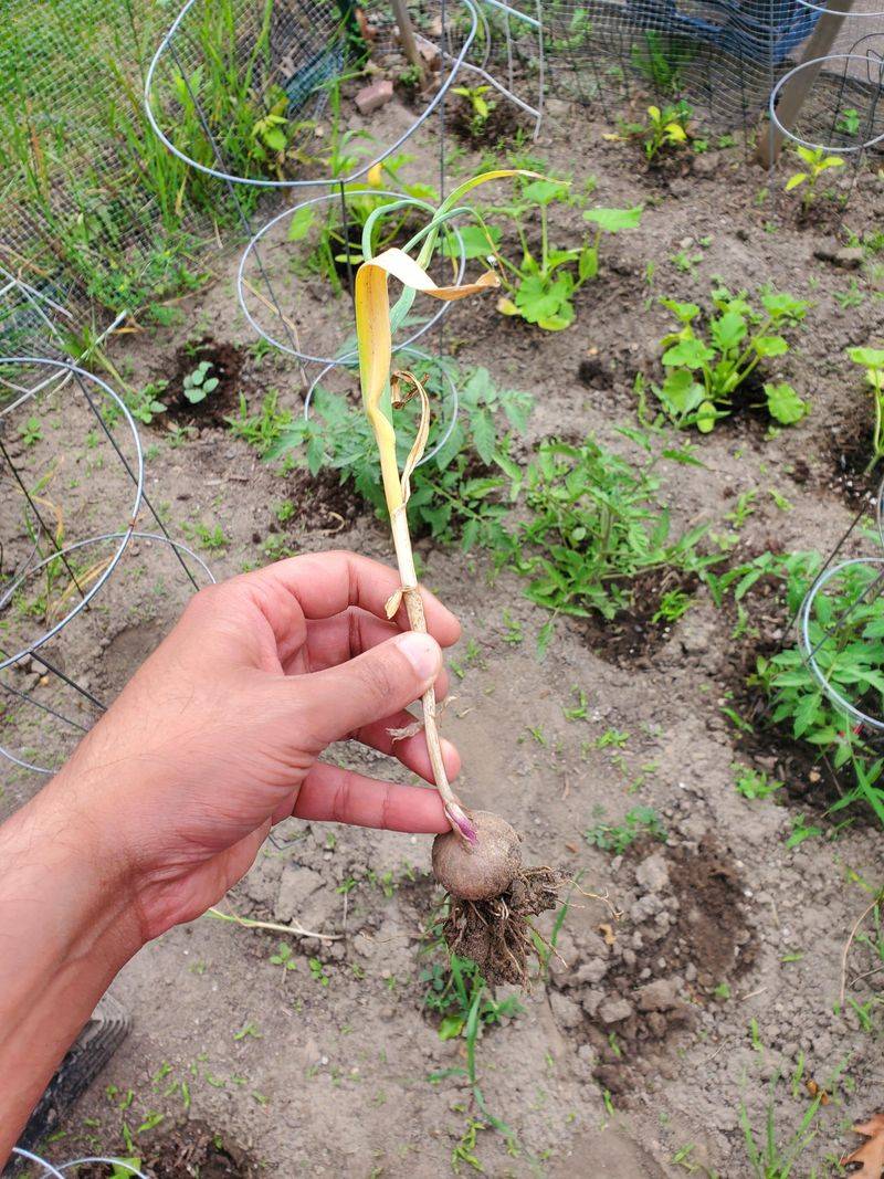 Garlic Getting A Head Start Before Winter