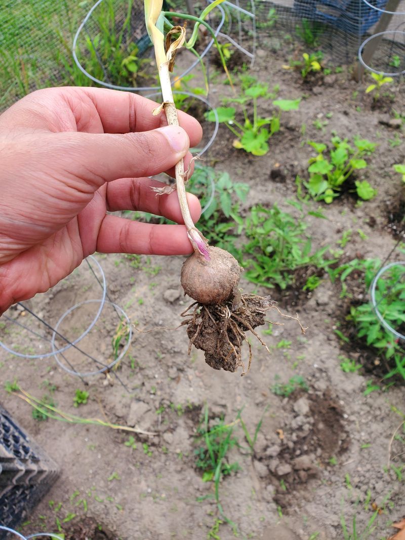 Garlic Going In Before The Ground Turns Soggy Garlic Going In Before The Ground Turns Soggy