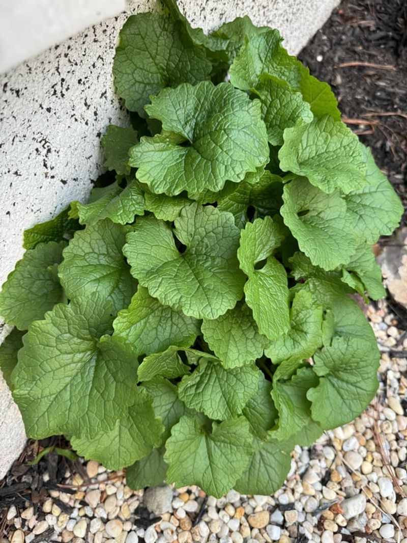 Garlic Mustard Blooms Before It Takes Over Garlic Mustard Blooms Before It Takes Over